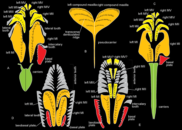 jaw apparatuses